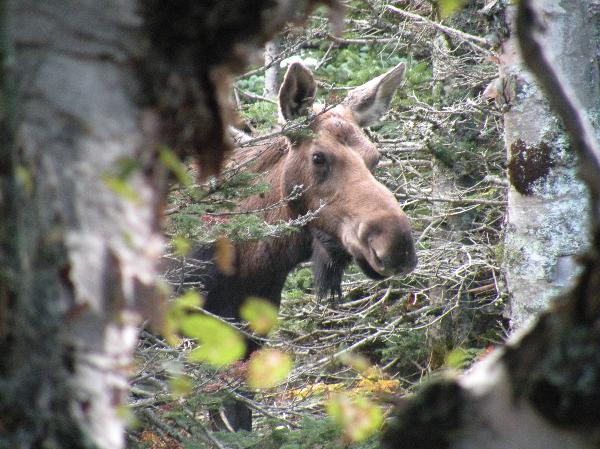Photo of Alces alces by Andrea Paetow